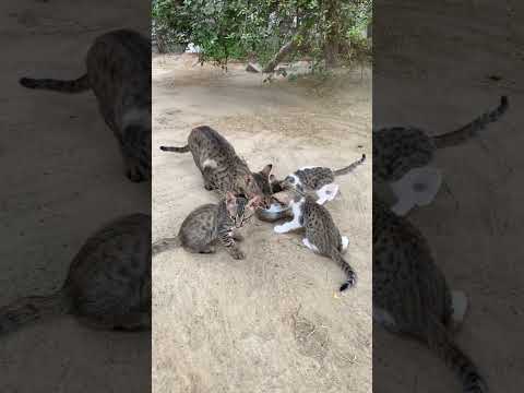 Cat and her kittens enjoying milk 🐈🥛😹 #short #enjoy #milk