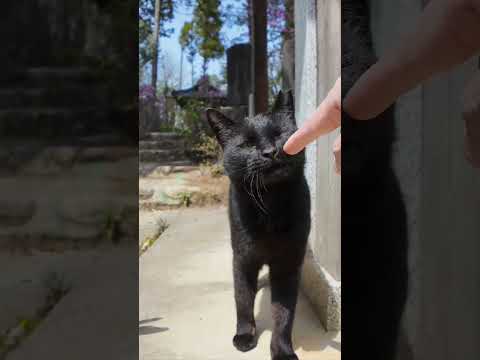 神社の黒猫ちゃんモフられにきた