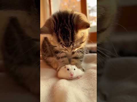 Kitten Tries to Make Bread, Uses the Hamster Instead 🍞🤷♀️