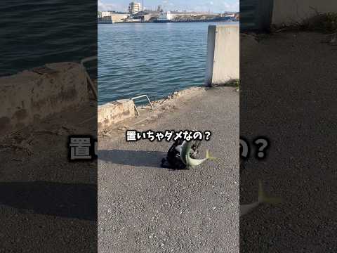 サカナって地面に置いちゃダメなの?ダイソー便利アイテムが神😇#shorts