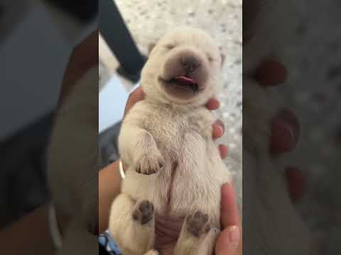 Puppy Diary 🐶|She needs a name …🫶#puppy #cute #dog #3leg#newborn