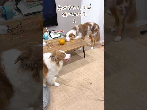 梨がどうしても食べたい犬のアピールが可愛いすぎた😂【オーストラリアンシェパード・ボーダーコリー】#shorts