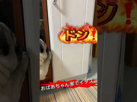 ドドンキー #パグ #ドンキー #お菓子 #秘密基地