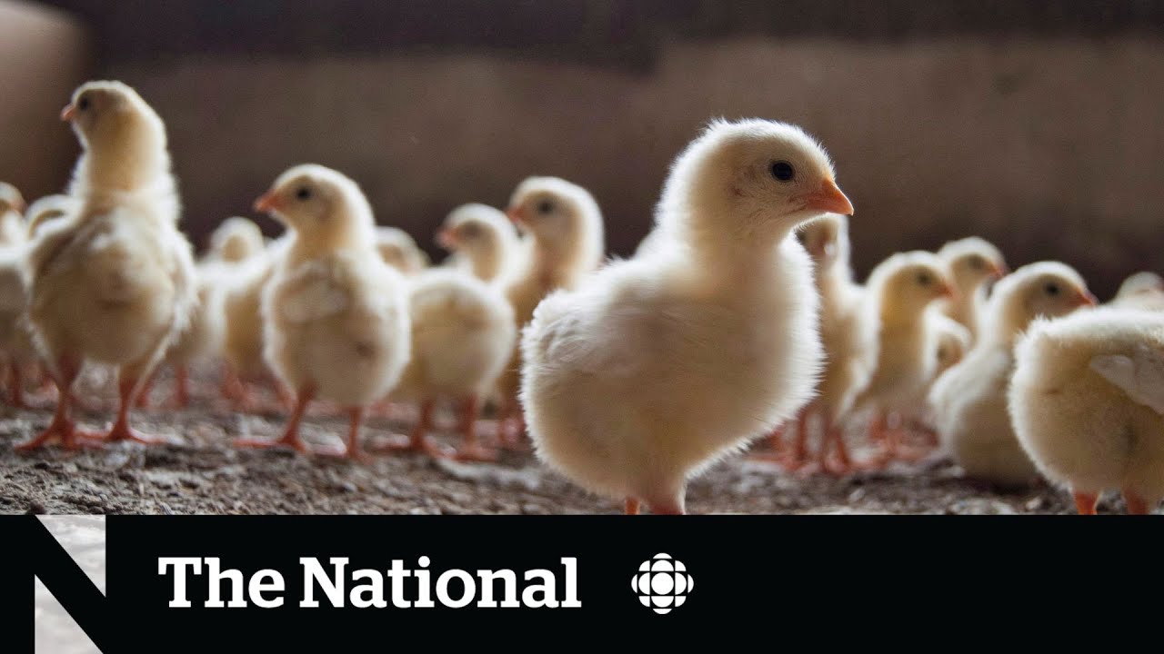 Avian flu outbreaks shake Quebec poultry industry