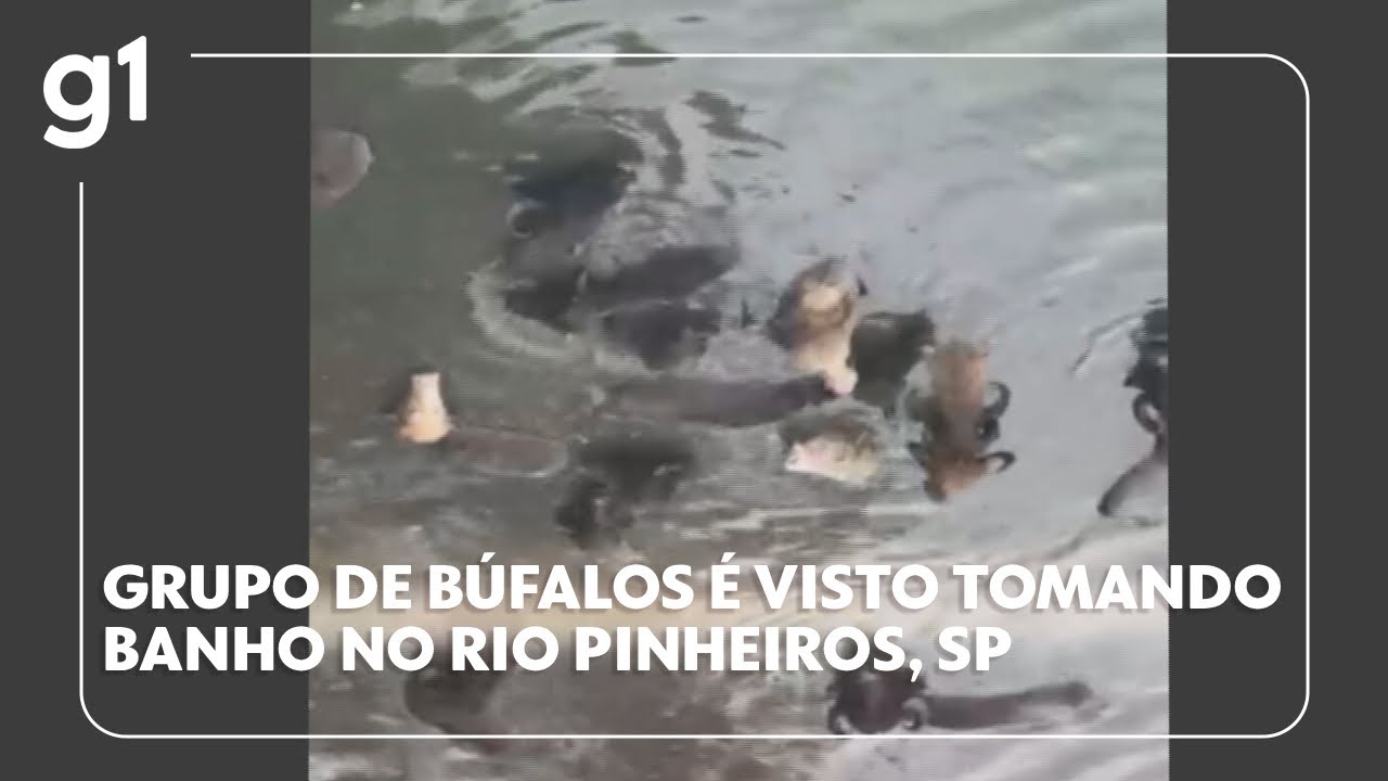 Búfalos são vistos tomando banho no Rio Pinheiros na Zona Sul de SP