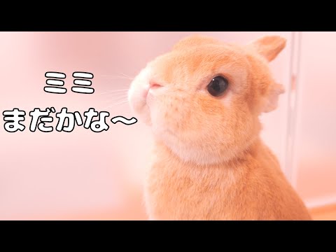 ミミを待ちながら表情がころころ変わるムギが可愛すぎました【No.1722】