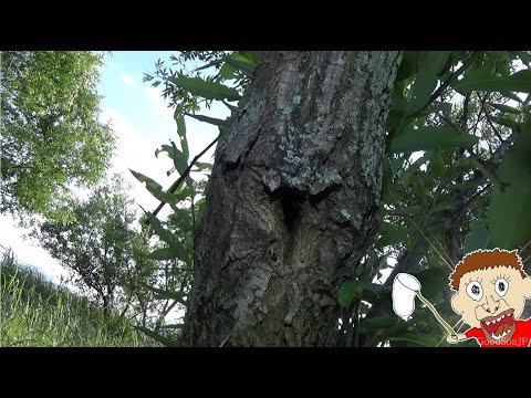クワガタがたくさん出てきた！河川敷ヒラタクワガタ採集【2025年カブトムシ・クワガタ採集】