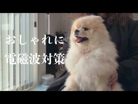 おしゃれに電磁波對策したポメラニアンまめこ