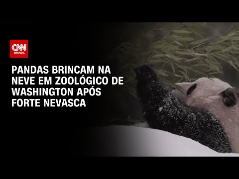 Pandas brincam na neve em zoológico de Washington após forte nevasca | CNN BRASIL