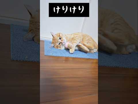 一生懸命けりけりする猫がかわいい（笑）#猫 #かわいい