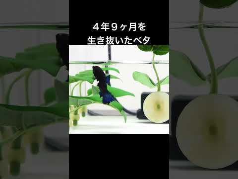 4年9か月と12日を生きたベタの最終回