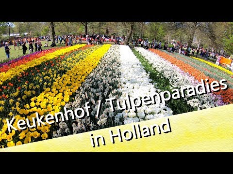 Keukenhof 2019 #02 eine Tulpenbracht die man nicht für möglich hält in Holland - UCNWVhopT5VjgRdDspxW2IYQ