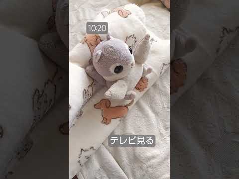 俺の休日モーニングルーティン#モモンガ#かわいい#モーニングルーティン