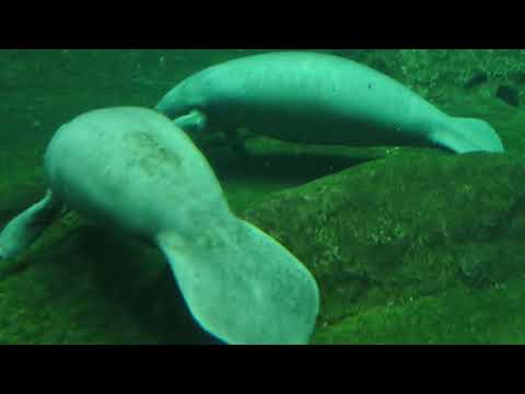 Afrykarium in Zoo Wroclaw - Manatee - kapustňák širokonosý (Trichechus manatus) pavilon Afrykarium
