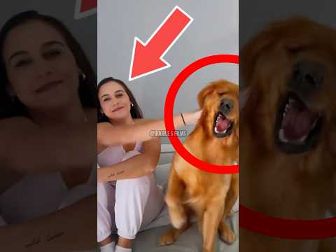 This Patient Dog Will Melt Your Heart 💛🐾