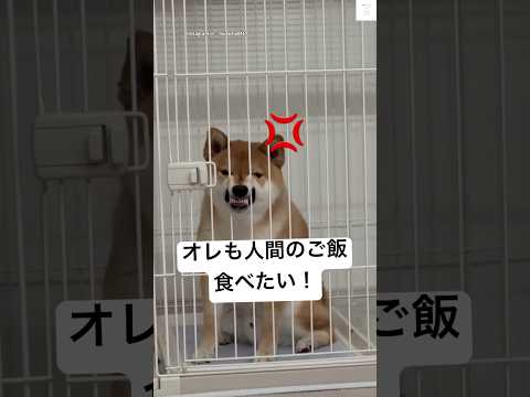 ガチギレ😂人間のご飯も食べたい柴犬‼️ #柴犬　#犬　#かわいい犬 #犬のいる暮らし #面白い サムネイル