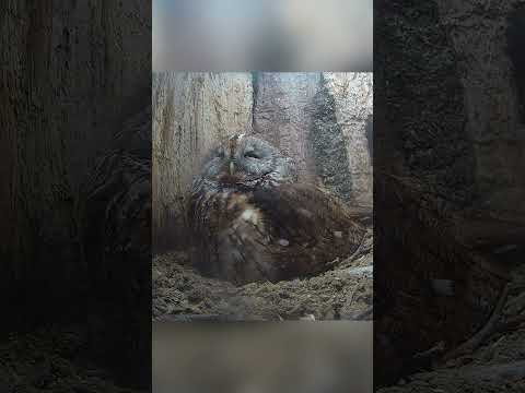 When incubating their eggs, owls move more than you think🦉🥚