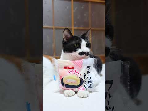 猫の動画サムネイル - フルーツ大福みたいなパン　250611 #cat #cute #ネコ　#のせ猫 #animals #cutecat #kitten #ねこ #pets #猫のいる暮らし