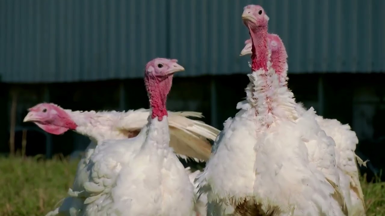 High prices slice into Thanksgiving turkey