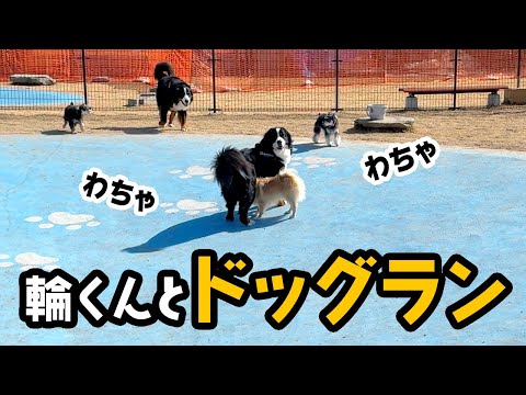 輪くんとドッグランに行ったよ【1歳7ヶ月バーニーズ】