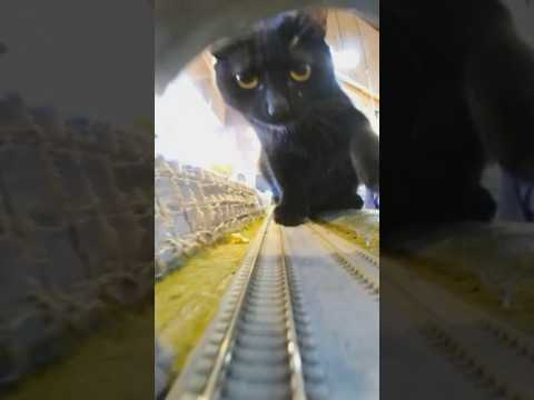 “A Cat’s Favorite Platform #shorts