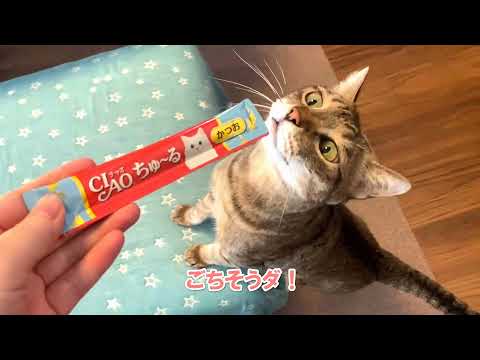 猫たまブログの最新動画 Youtubeランキング