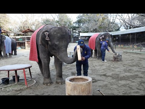 ゾウさんがお餅つきの練習