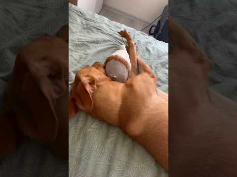 #dog#puppy#cutedog#doglife#funnydog#doglove#puppylove