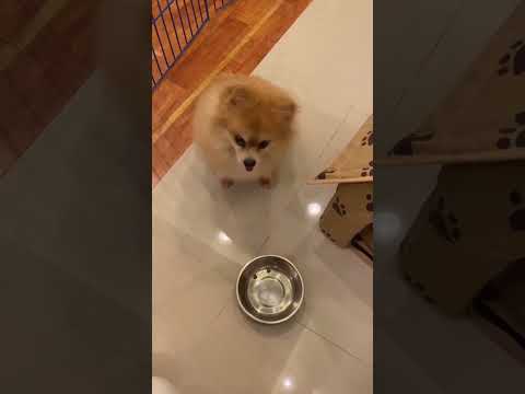 funnydogs#cute#doglover#doglife#cure#dogshorts#pet#doglife#dogshorts