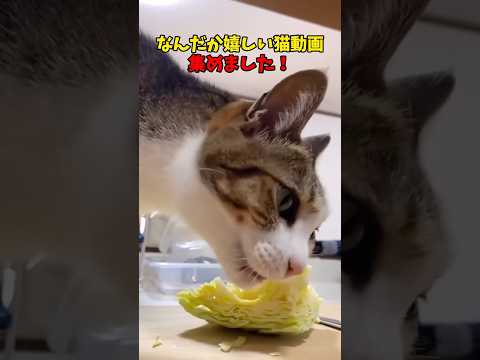 猫の動画サムネイル - 嬉しくなっちゃう🥰 #猫 #cat #cats #cute
