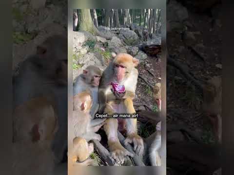 monyet ini lucu makan bawang merah #shorts #short
