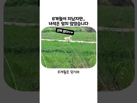 8개월 <strong>만에</strong> 돌아온 주인을 1초 <strong>만에</strong> 알아본 이유