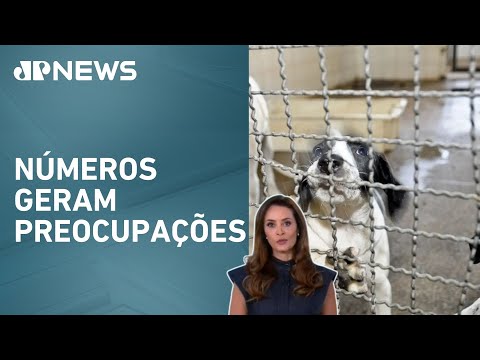 Busca por animais como “presentes” aumenta 80%; Patrícia Costa analisa