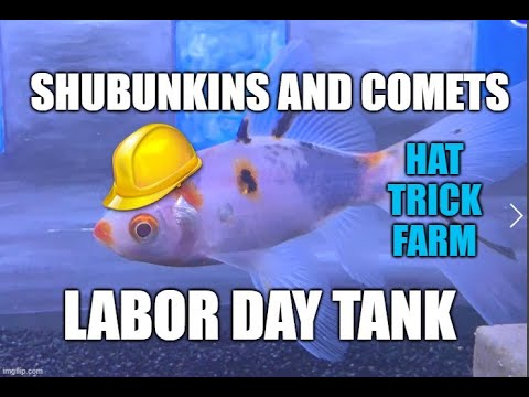 💛SHUBUNKIN AND COMET GOLDFISH 💛 | LABOR DAY  This video is showing off some of my comet and shubunkin goldfish. I also painted this fun back grou