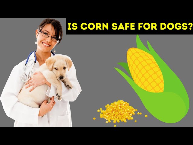 can-dogs-eat-corn-dogs