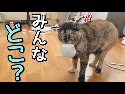 ひとりぼっちになると、寂しくてこうなる猫