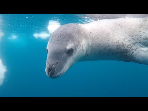 Leopard ﻿Seals Play With Their Food | Bad Natured | BBC Earth
