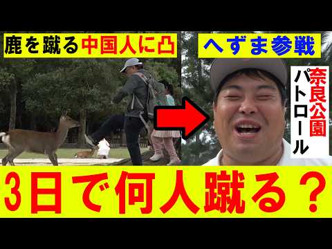 【奈良公園】3日間パトロールしたら鹿を蹴る中国人を何人注意出来るのか？