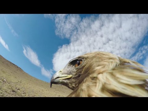 GoPro: Hunting a Fox From an Eagle's POV - UCqhnX4jA0A5paNd1v-zEysw