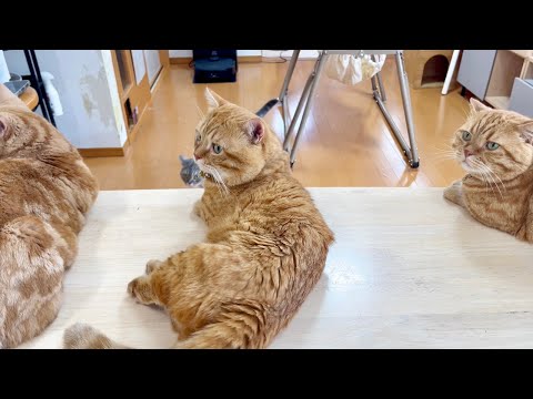 猫の動画サムネイル - あまりに暑くてやる気が出ないので結果的に平和になったごはんタイム。