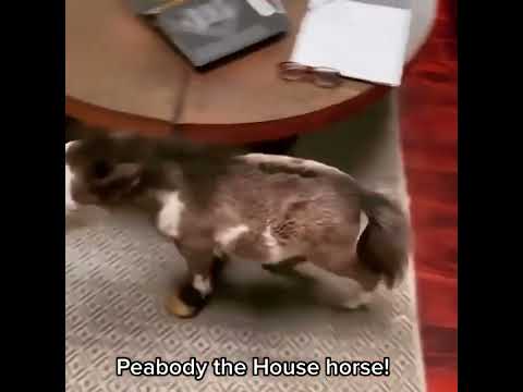 Cute little horse 🐎 #short