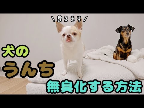 無臭うんち爆誕おやつ発見しました