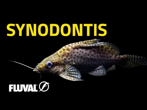 SYNODONTIS CATFISH | Exploring Africa's Squeakers