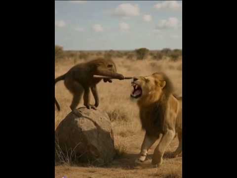 He really hit a lion?!