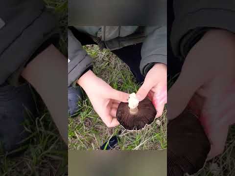 Андрюша нашёл шампиньон #грибы #mushroom #shorts