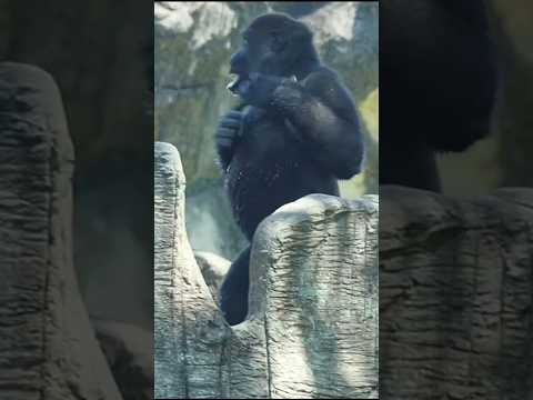 台北動物園の金剛猩猩：かわいさとユーモア満載の動画をご覧ください サムネイル