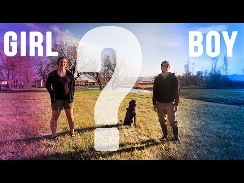Our dog did our gender reveal