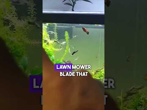 Best Conditions for Anacharis Growth www.bishopaquatics.com

Looking for a hardy, beginner-friendly aquarium plant that grows fast, fight