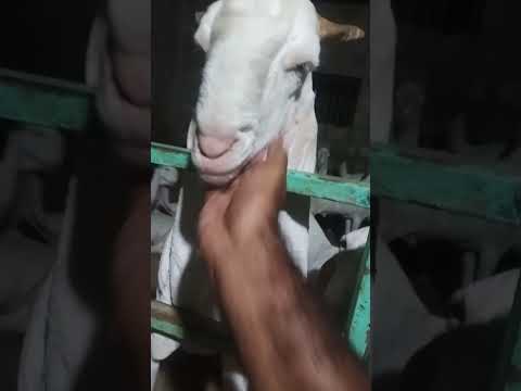 friend goat farm 🐐👌