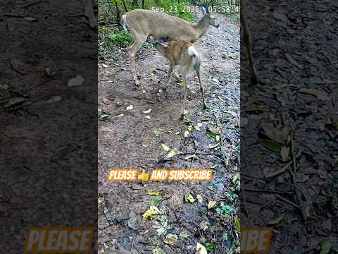 Mother Deer Refuses to Let Her Baby Nurse | Rare Wildlife Behavior Caught on Camera #shorts
